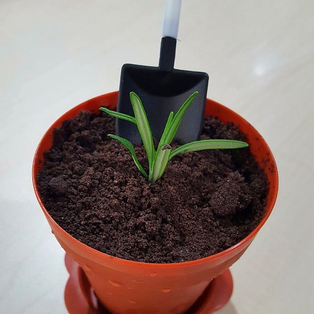 Flower Pot IceCream Cake, Food & Drinks, Chilled & Frozen Food on