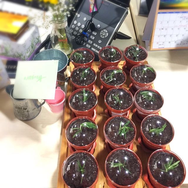 Flower Pot IceCream Cake, Food & Drinks, Chilled & Frozen Food on