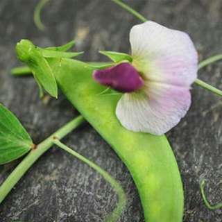 vegetable seed . dwarf grey sugar pea