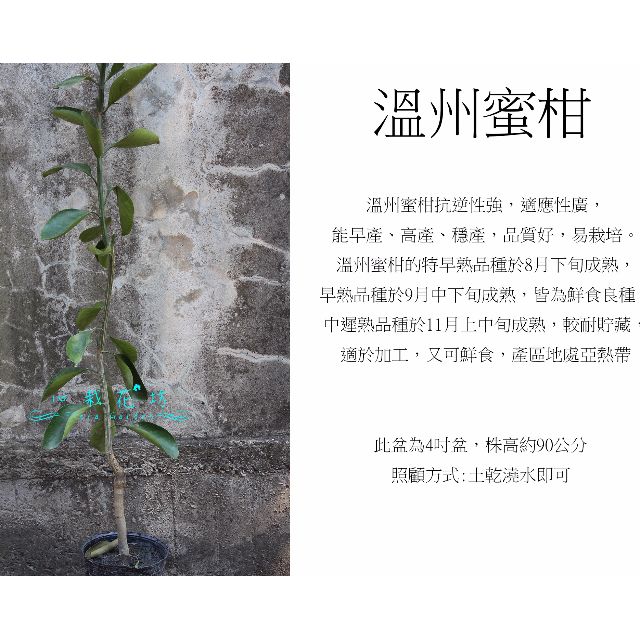 心栽花坊 溫州柑 溫州蜜柑 4吋 柑橘類 嫁接苗 水果苗售價180特價150 居家生活 園藝在旋轉拍賣