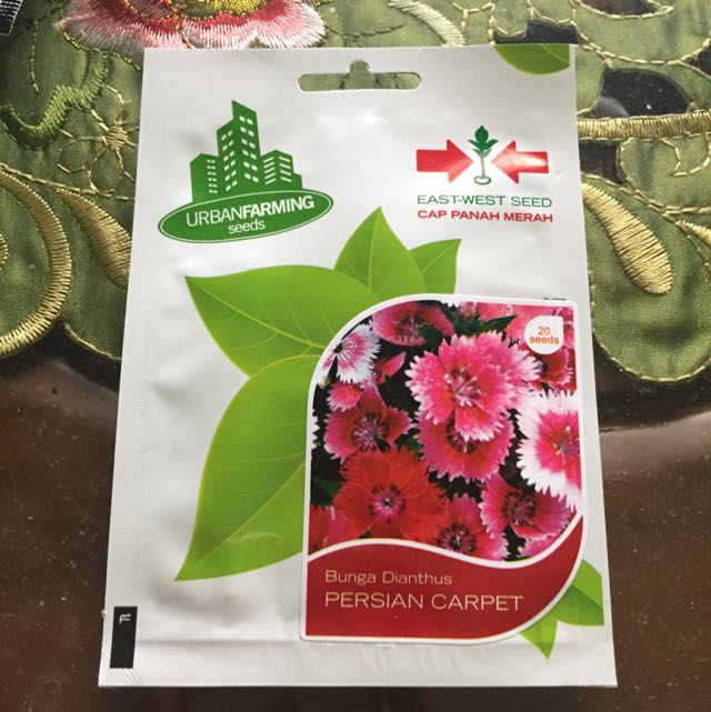Benih Bunga Dianthus Persian Carpet Perkebunan Di Carousell