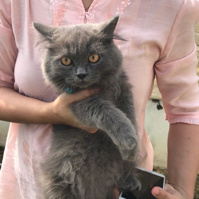 BSH mixed Persian Kitten, Everything Else, Others on Carousell