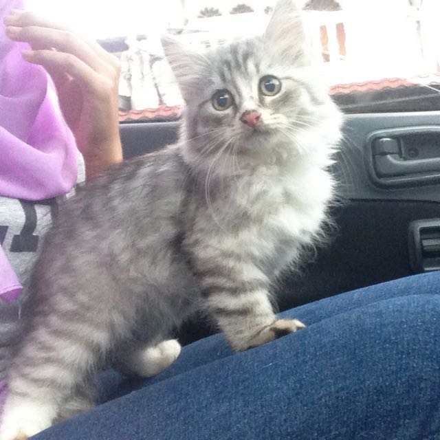 Dlh Kitten Parsi Mix Mainecoon Everything Else Others On Carousell