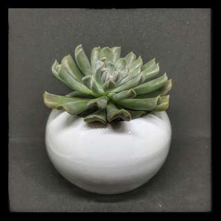 acclimatized pretty succulent