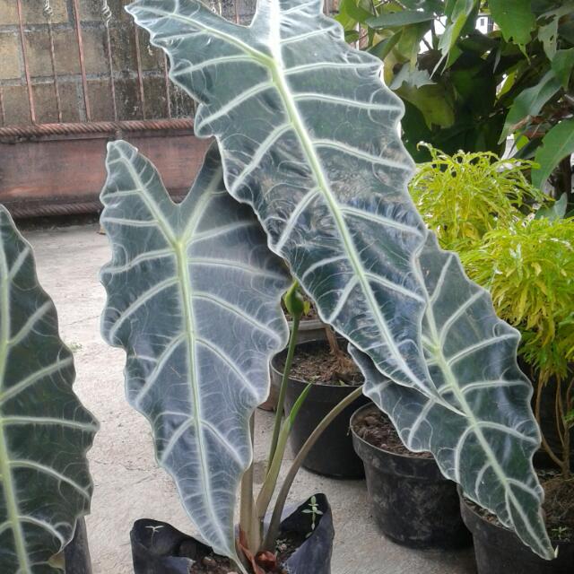 Tanaman Keladi Kuping Kelinci Perkebunan Di Carousell