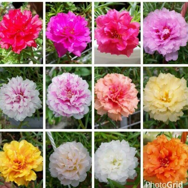 Japanese Rose, Portulaca Grandiflora, Moss Rose, Furniture & Home