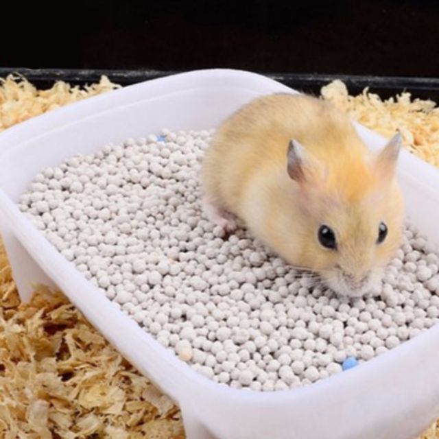 sand for hamster bedding