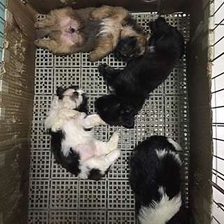 Shih Tzu