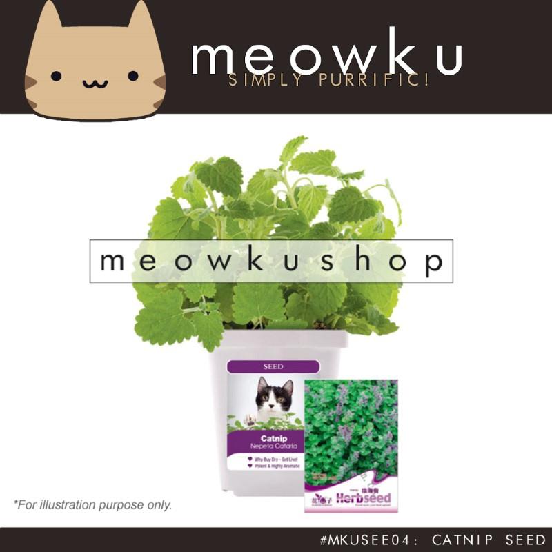 Catnip Seed (Cat Pet Plants Easy To Grow Handy Diy Pokok Kucing 
