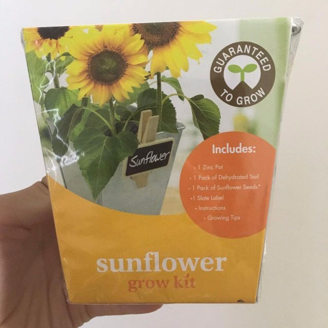 Diy Grow Your Own Sunflower Kit Gardening On Carousell