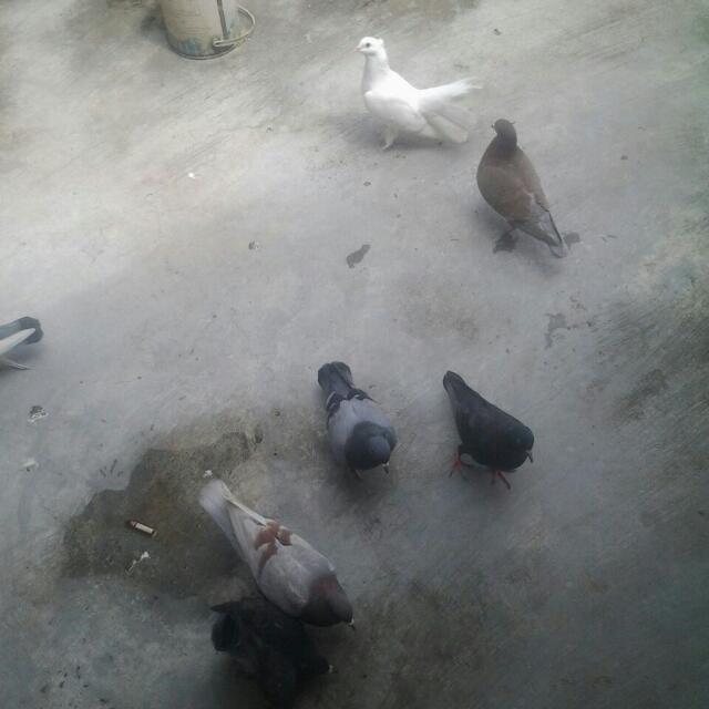 Reprice Burung Merpati 9 Ekor Pet Supplies Accessories On Carousell