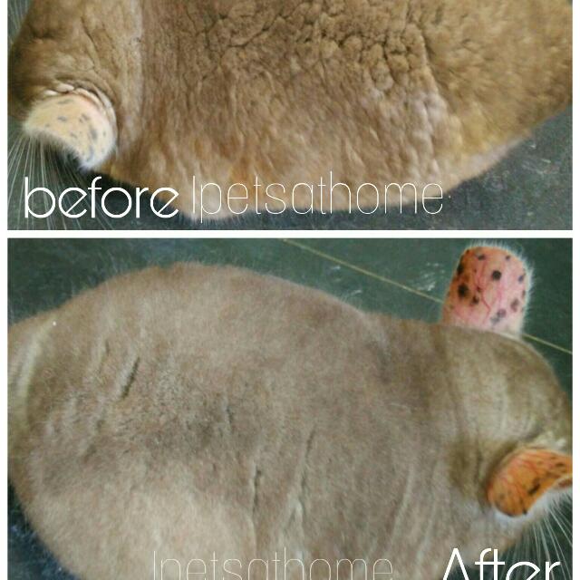 Chinchillas Grooming Combs (Professional Use), Pet Supplies, Health