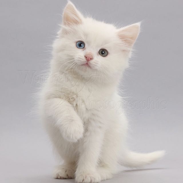 Looking Wanting Cute Kitten Baby Cat On Carousell
