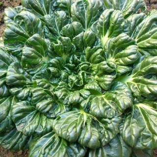 vegetable seed . tatsoi . organic