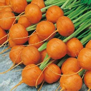 vegetable seed . baby carrot . atlas
