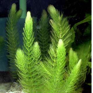 hornwort(ceratophyllum demersum)