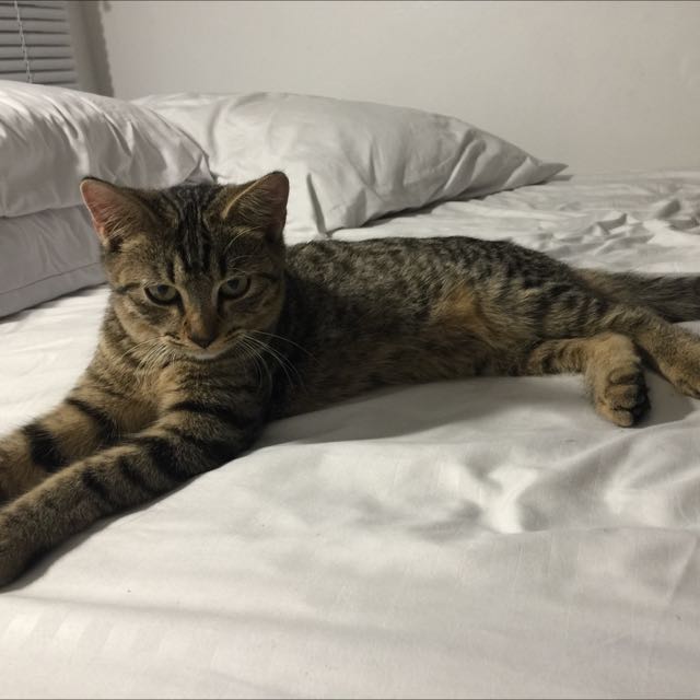 Egyptian Mau X Persian Cat Everything Else Others On Carousell