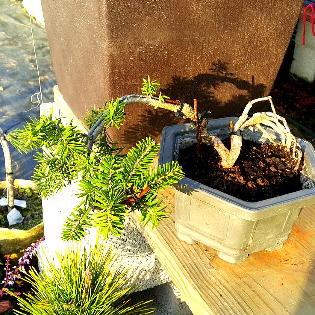 【正品翡翠油杉】自家繁殖,塑型盆栽,裸根盆栽,六角塑胶花盆,翡翠油杉