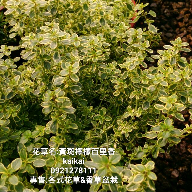 黃斑檸檬百里香盆栽 5吋 香草植物 居家生活 園藝在旋轉拍賣