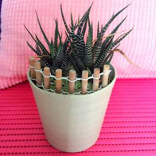 Nice Cactus With Pot