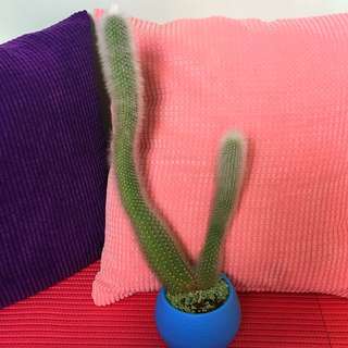 Big Cactus Height 30cm
