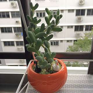 Nice Succulent With Ceramics Pot
