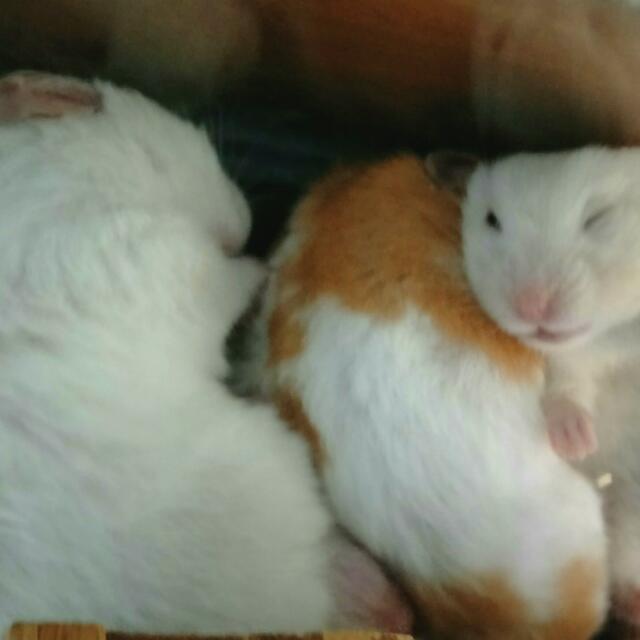 free hamsters