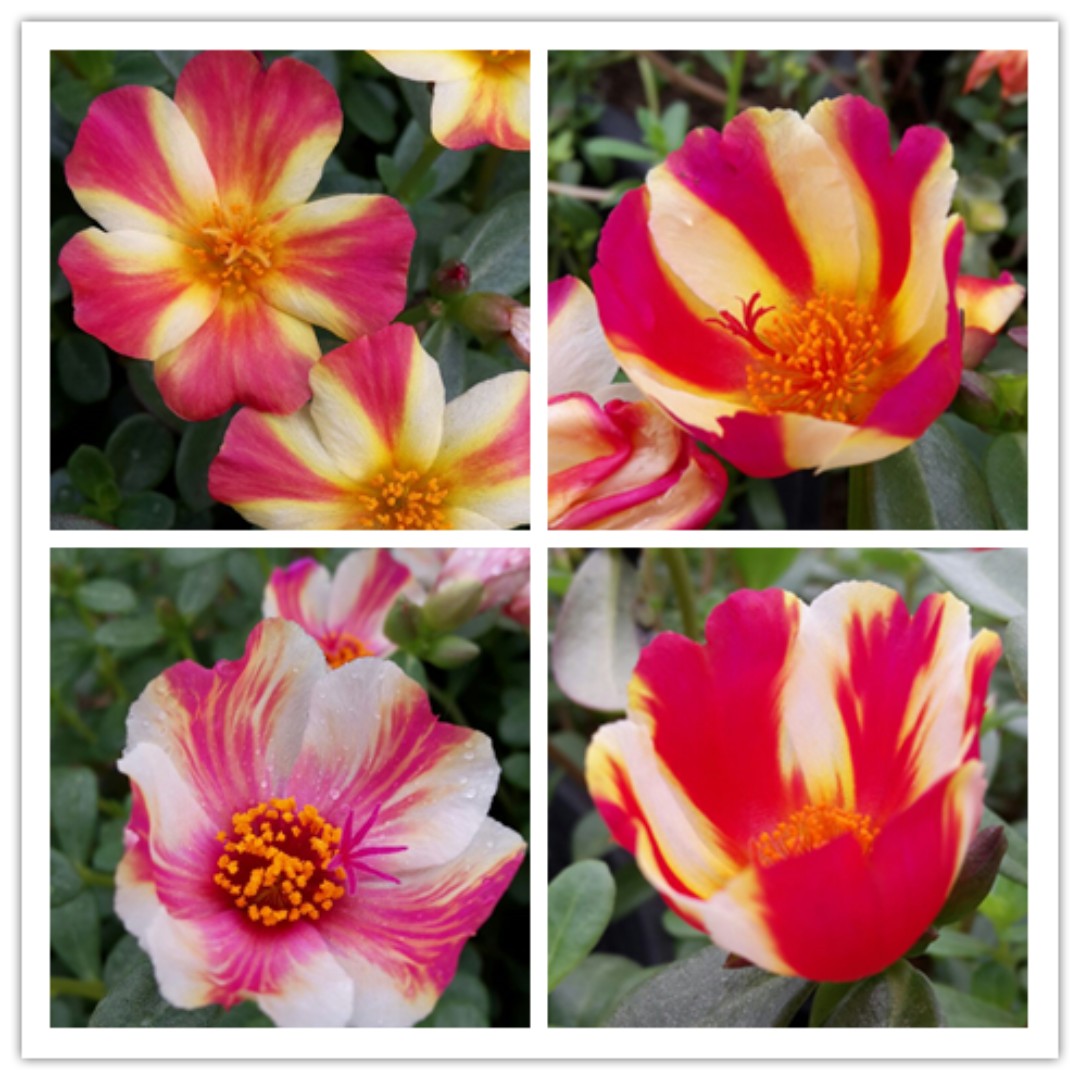 Portulaca Umbraticola 10 O Clock Flower Furniture Home Living Home Decor Other Home Decor On Carousell