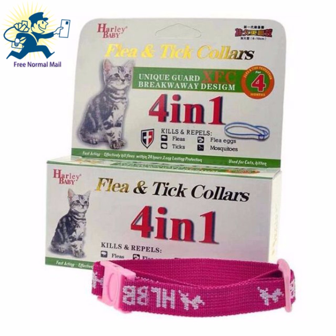 jack russell bichon mix