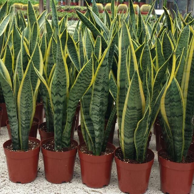 Plant - Sansevieria trifasciata laurentii 45-60cm (12cm pot), Furniture ...
