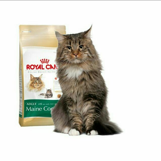 Cat Food A Grade Royal Canin Maine Coon Cat Food Pets Love This On Carousell