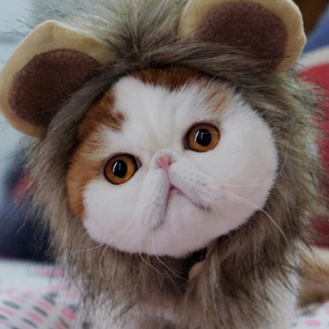 猫咪用狮子小耳朵帽子