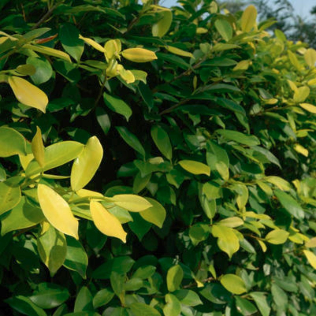 Indian Laurel Fig (Ficus microcarpa 'Golden'), Gardening on Carousell