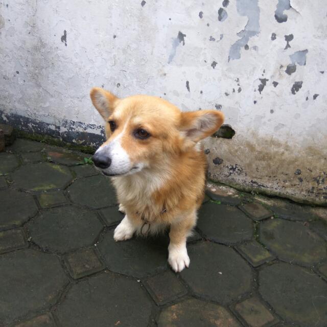 Dijual Anjing Welsh Corgi Jantan Looking For On Carousell