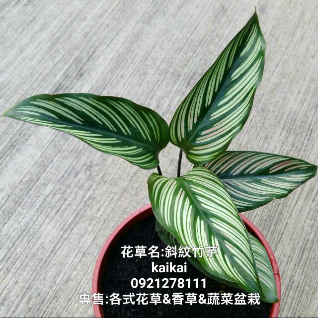 斜紋竹芋 家飾出清 居家生活 園藝在旋轉拍賣