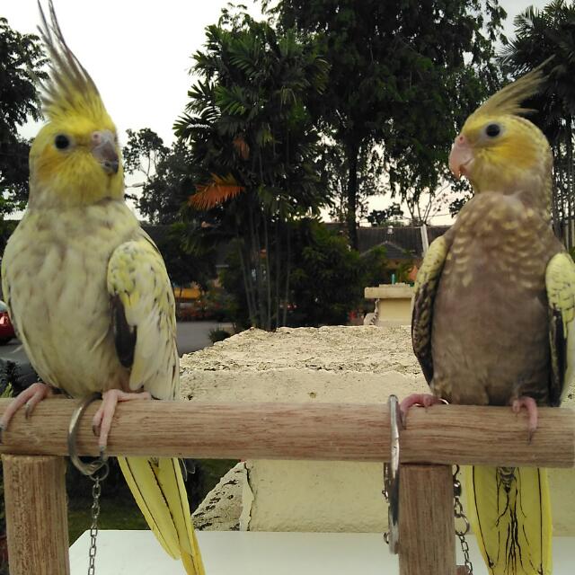 Yellow cheek cockatiel for sale on sale