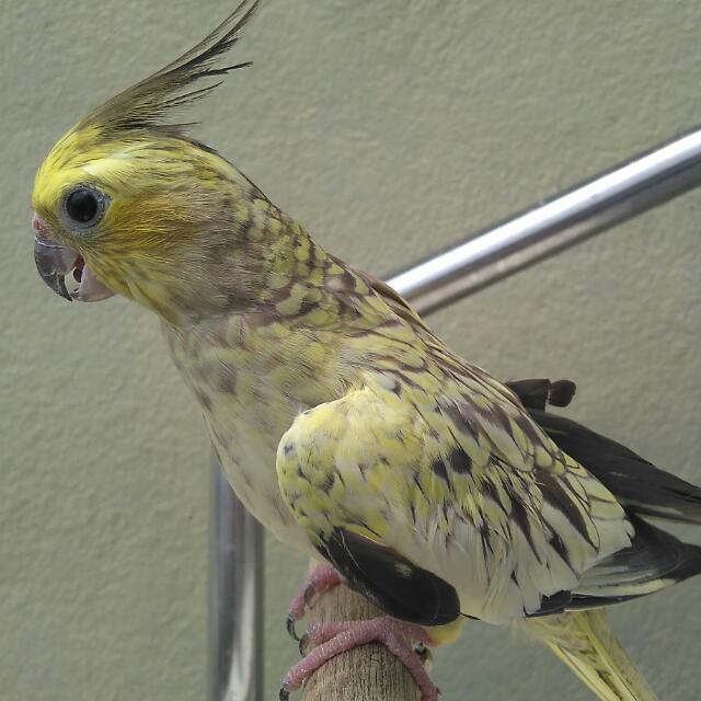 Yellow cheek cockatiel for on sale sale