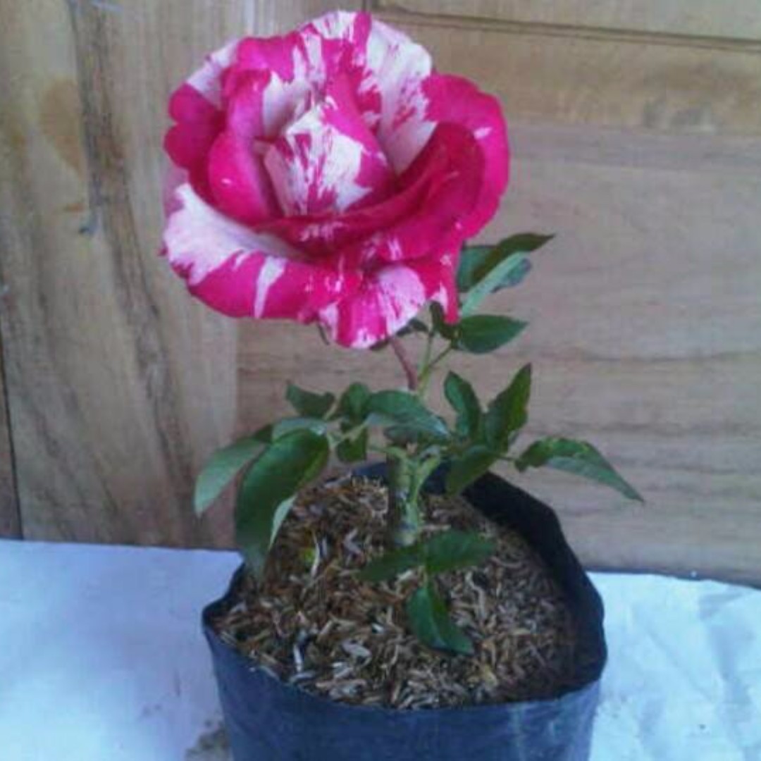 Bunga Mawar Candy Merah Pink Gardening On Carousell