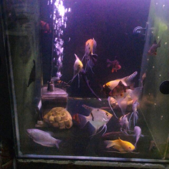 Dwarf gourami with tiger barbs Clearance