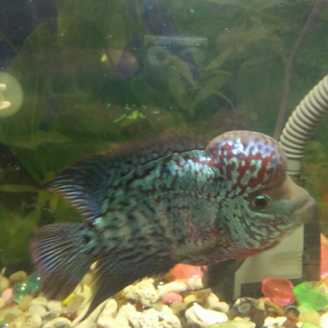 Karfa Fish Thailand kamfa Fish 4