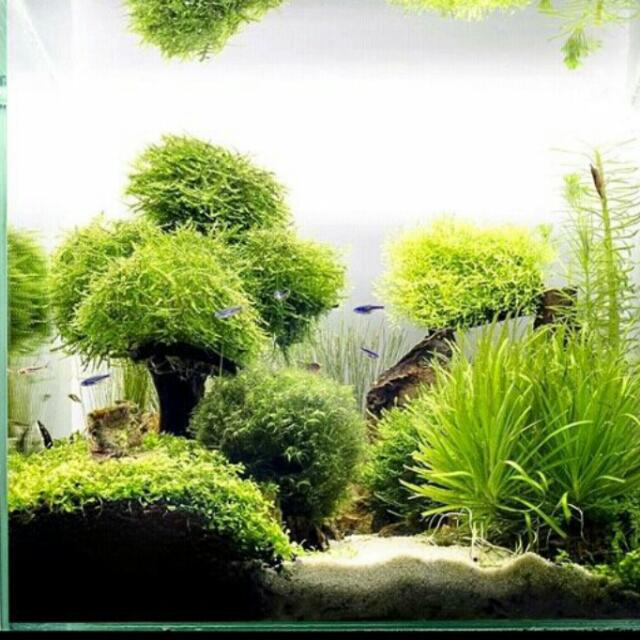 Aquarium Aquascape Air Laut Dan Air Tawar, Barang Yang ...