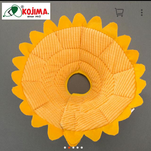 Japan Kojima Sunflower E Collar On Carousell