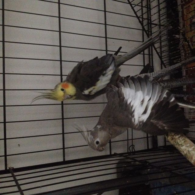 Cockatiel 2025 breeding pair