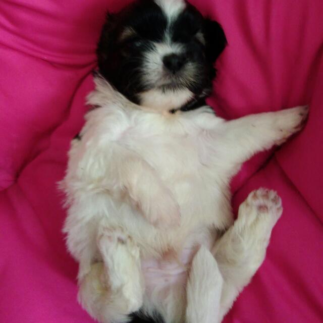 Shih tzu top princess type male