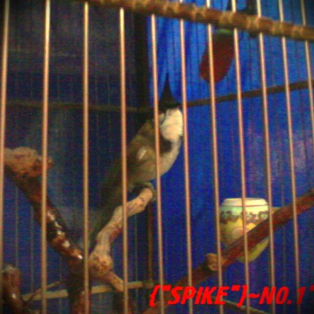Burung Merbah Jambul Looking For On Carousell
