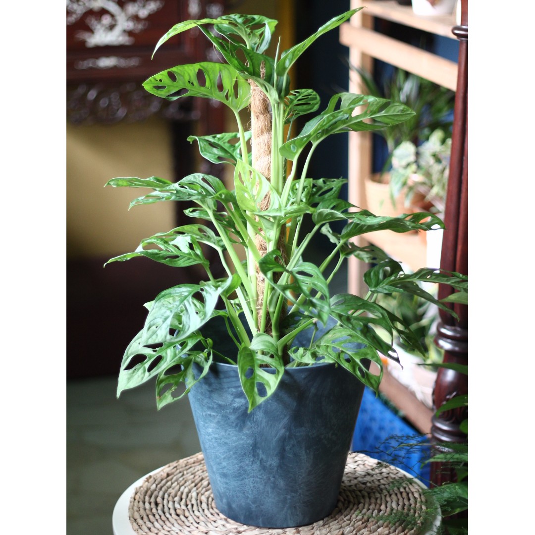 Potted Monstera Obliqua (Swiss Cheese Vine) with 1.5ft