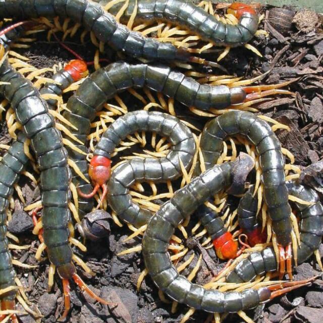 ð¥ Centipede pearls a.k.a Geliga Lipan Bara Merah & Hitam ð¥ (Fast