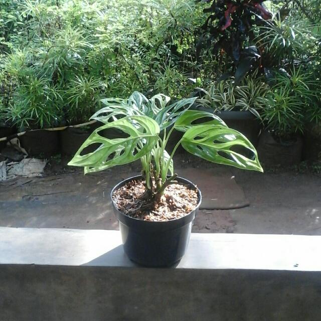 Tanaman Rambat Monstera Obliqua, Perkebunan di Carousell