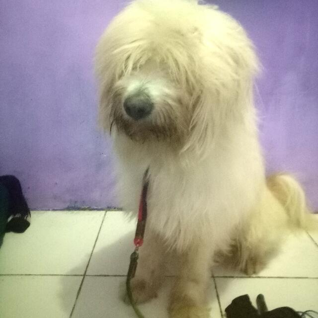 Anjing Maltese Pet Supplies Accessories On Carousell