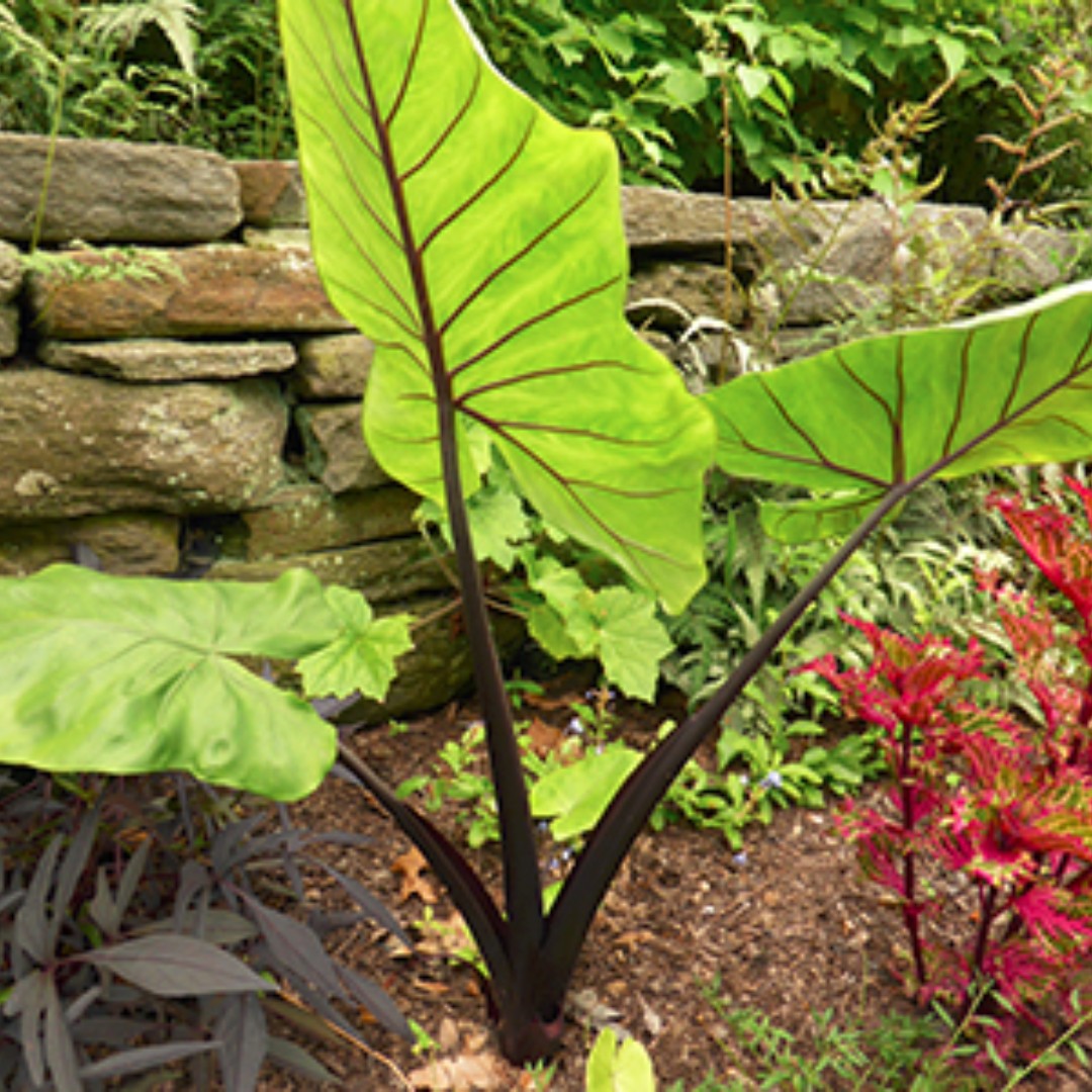 Elephant Ears - Alocasia macrorrhiza 'Black Stem', Gardening on Carousell